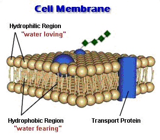 85_cell membrane.jpg